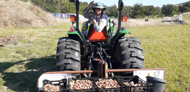 Penelope driving a tractor harvesting potatoes
