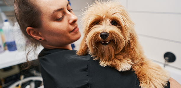 Dog Groomer