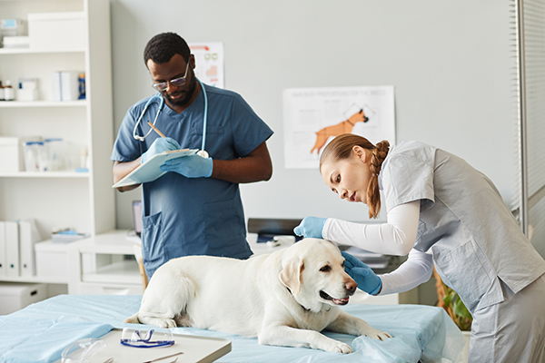 Young Caucasian nurse of vet clinics examining ears of labrador patient while bending over him in front of African-American surgeon