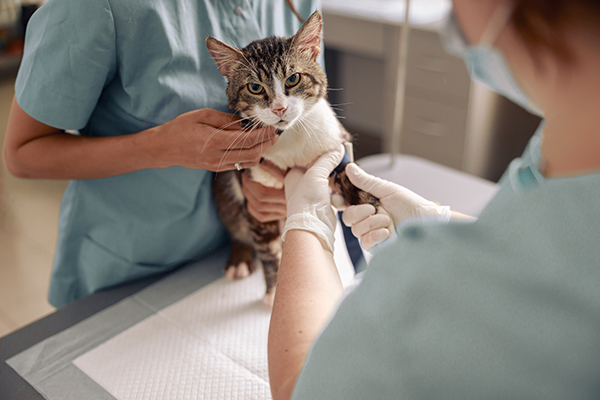 Lady veterinarian examines cat paw with tourniquet while nurse holds animal at table in clinic office closeup. Medical care of pets