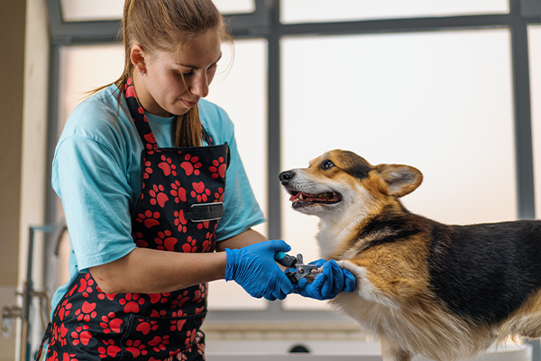 Woman cleaning a dog's paws