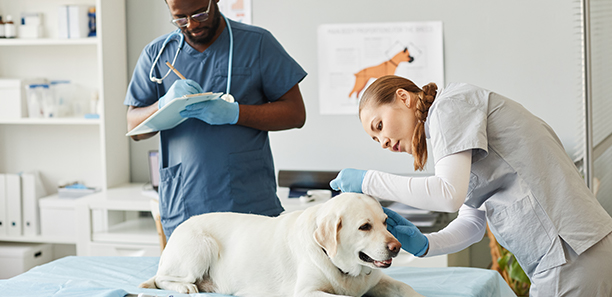 Young Caucasian nurse of vet clinics examining ears of labrador patient while bending over him in front of African-American surgeon